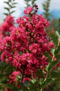 Tonto Red Crape Myrtle - 5 Gallon Pot 9 Tonto Red Crape Myrtle - 5 Gallon Pot -Outlet Leaf Echoes Store Crape Myrtle Tonto 10 1