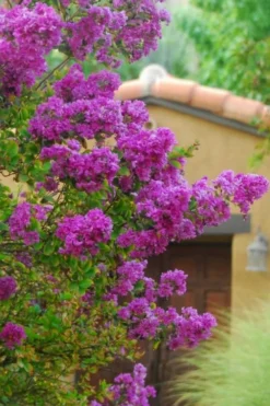 Zuni Purple Crape Myrtle - 6 Pack 1 Gallon Pots -Outlet Leaf Echoes Store Crape Myrtle Zuni 2 1