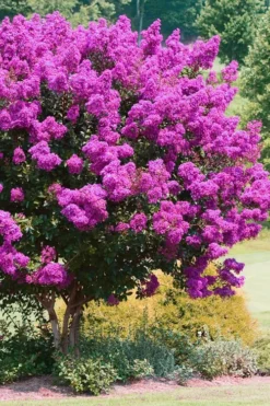 Zuni Purple Crape Myrtle - 6 Pack 1 Gallon Pots -Outlet Leaf Echoes Store Crape Myrtle Zuni 4 1