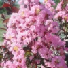 Rhapsody In Pink Crape Myrtle - 6 Pack Of 1 Gallon Pots