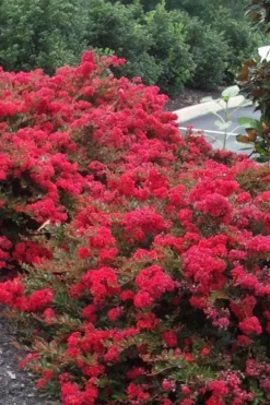 Cherry Dazzle Dwarf Crape Myrtle - 3 Gallon Pot -Outlet Leaf Echoes Store Crape20Myrtle Cherry Dazzle 500x750 1