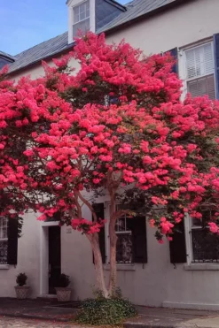 Tuscarora Watermelon Red Crape Myrtle - 5 Gallon Pot -Outlet Leaf Echoes Store Crape20Myrtle Tuscarora 12