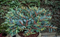 Blue Cascade Evergreen Witch Hazel (Distylium) - 3 Gallon -Outlet Leaf Echoes Store Distylium Blue Cascade 10