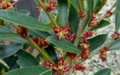 Blue Cascade Evergreen Witch Hazel (Distylium) - 3 Gallon -Outlet Leaf Echoes Store Distylium Blue Cascade Flowers