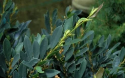 Blue Cascade Evergreen Witch Hazel (Distylium) - 3 Gallon -Outlet Leaf Echoes Store Distylium Blue Cascade Foliage