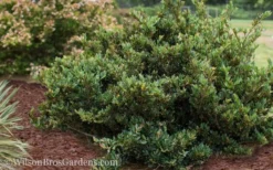 Coppertone Distylium - 3 Gallon Pot -Outlet Leaf Echoes Store Distylium Coppertone 5