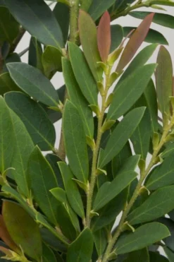 Coppertone Distylium - 3 Gallon Pot