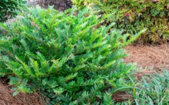 Jewel Box Distylium - 2 Gallon Pot 7 Jewel Box Distylium - 2 Gallon Pot -Outlet Leaf Echoes Store Distylium Jewel Box 2