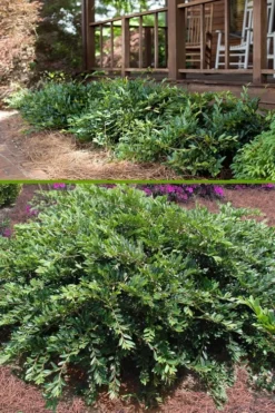 Outlet Leaf Echoes Store 15 Vintage Jade Evergreen Witch Hazel (Distylium) - 3 Gallon Pot