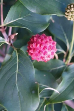 Empress Of China Dogwood - 7 Gallon Pot (4-5') 13 Empress Of China Dogwood - 7 Gallon Pot (4-5') -Outlet Leaf Echoes Store Dogwood Empress of China 31 2