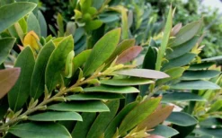 Coppertone Distylium - 3 Gallon Pot -Outlet Leaf Echoes Store Dystilium Coppertone