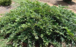 Vintage Jade Evergreen Witch Hazel (Distylium) - 3 Gallon Pot -Outlet Leaf Echoes Store Dystilium Vintage Jade