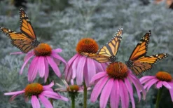 Purple Coneflower (Echinacea) - 6 Pack Of 1 Gallon Pots 10 Purple Coneflower (Echinacea) - 6 Pack Of 1 Gallon Pots -Outlet Leaf Echoes Store Echinacea purpurea Purple Coneflower 15