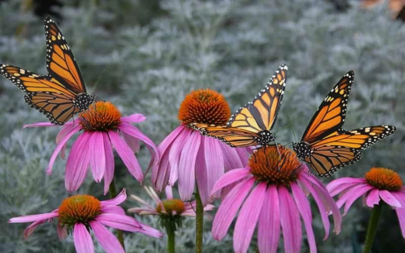 Purple Coneflower (Echinacea) - 6 Pack Of 1 Gallon Pots 4 Purple Coneflower (Echinacea) - 6 Pack Of 1 Gallon Pots - Image 4