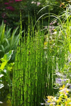 Horsetail Reed Grass - Equisetum Hyemale - 1 Gallon Pot -Outlet Leaf Echoes Store Equisetum Hymale 11