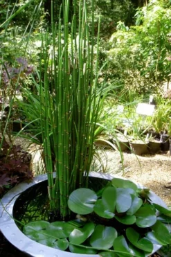 Horsetail Reed Grass - Equisetum Hyemale - 1 Gallon Pot -Outlet Leaf Echoes Store Equisetum Hymale 14