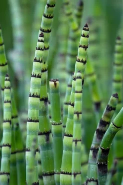 Horsetail Reed Grass - Equisetum Hyemale - 1 Gallon Pot -Outlet Leaf Echoes Store Equisetum Hymale 15