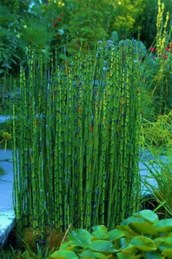 Horsetail Reed Grass - Equisetum Hyemale - 1 Gallon Pot -Outlet Leaf Echoes Store Equisetum Hymale 16