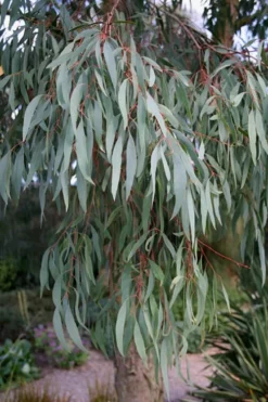 Angus Cold Hardy Eucalyptus Tree (Eucalyptus Nicholii) - 3 Quart Pot -Outlet Leaf Echoes Store Eucalyptus Angus 15 1