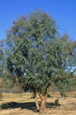 Angus Cold Hardy Eucalyptus Tree (Eucalyptus Nicholii) - 3 Gallon Pot -Outlet Leaf Echoes Store Eucalyptus Angus 17 5