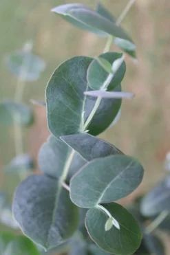 Big O Cold Hardy Eucalyptus Tree (Eucalyptus Neglecta) - 6 Pack Of 1 Gallon Pots -Outlet Leaf Echoes Store Eucalyptus Big O 3 500x750 2