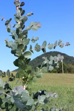 Big O Cold Hardy Eucalyptus Tree (Eucalyptus Neglecta) - 1 Gallon Pot -Outlet Leaf Echoes Store Eucalyptus Big O Cold 2 500x750 6