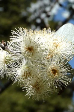 Bluey Cold Hardy Eucalyptus Tree (Eucalyptus Pulverulenta) - 5 Gallon Pot -Outlet Leaf Echoes Store Eucalyptus Bluey 6 4