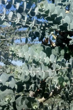 Bluey Cold Hardy Eucalyptus Tree (Eucalyptus Pulverulenta) - 2 Gallon Pot 13 Bluey Cold Hardy Eucalyptus Tree (Eucalyptus Pulverulenta) - 2 Gallon Pot -Outlet Leaf Echoes Store Eucalyptus Bluey 8 3