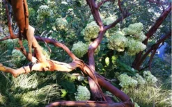 Funky Monkey Cold Hardy Eucalyptus Tree (Eucalyptus Parvula) - Quart Pot -Outlet Leaf Echoes Store Eucalyptus Funky Monkey Branches 5