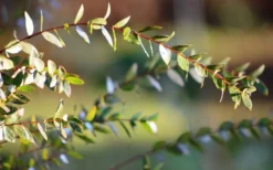 Funky Monkey Cold Hardy Eucalyptus Tree (Eucalyptus Parvula) - 1 Gallon Pot -Outlet Leaf Echoes Store Eucalyptus Funky Monkey Leaves 1