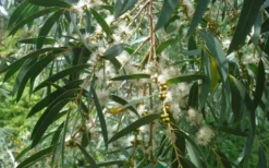 Funky Monkey Cold Hardy Eucalyptus Tree (Eucalyptus Parvula) - Quart Pot -Outlet Leaf Echoes Store Eucalyptus Funky Monkey Leaves Mature 5