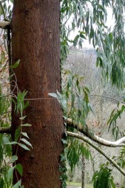 Jersey Girl Cold Hardy Eucalyptus Tree (Eucalyptus Macarthurii) - 2 Gallon Pot -Outlet Leaf Echoes Store Eucalyptus Jersey Girl 2 3