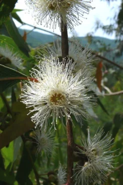 Jersey Girl Cold Hardy Eucalyptus Tree (Eucalyptus Macarthurii) - 2 Gallon Pot -Outlet Leaf Echoes Store Eucalyptus Jersey Girl 4 3