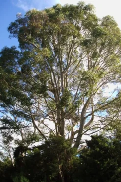 Jersey Girl Cold Hardy Eucalyptus Tree (Eucalyptus Macarthurii) - 1 Gallon Pot 14 Jersey Girl Cold Hardy Eucalyptus Tree (Eucalyptus Macarthurii) - 1 Gallon Pot -Outlet Leaf Echoes Store Eucalyptus Jersey Girl 6 2