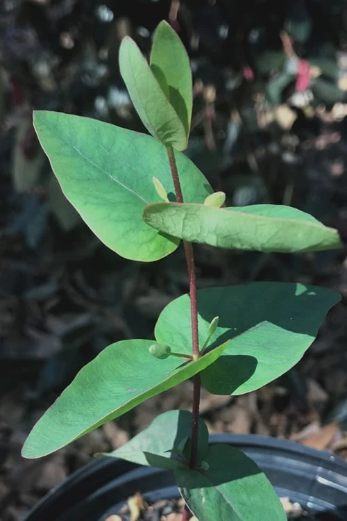 Jersey Girl Cold Hardy Eucalyptus Tree (Eucalyptus Macarthurii) - 1 Gallon Pot 7 Jersey Girl Cold Hardy Eucalyptus Tree (Eucalyptus Macarthurii) - 1 Gallon Pot - Image 7