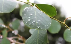 Lucky Country Cold Hardy Eucalyptus Tree (Eucalyptus Camphora) - Quart Pot -Outlet Leaf Echoes Store Eucalyptus Lucky Country 2 2