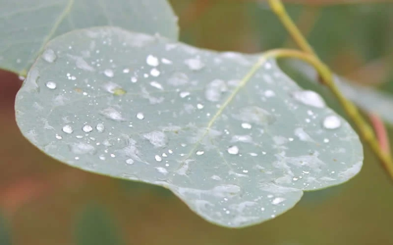Lucky Country Cold Hardy Eucalyptus Tree (Eucalyptus Camphora) - 3 Gallon Pot 6 Lucky Country Cold Hardy Eucalyptus Tree (Eucalyptus Camphora) - 3 Gallon Pot - Image 6