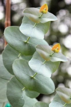 Luna Cold Hardy Eucalyptus Tree (Eucalyptus Perriniana) - 1 Gallon Pot -Outlet Leaf Echoes Store Eucalyptus Luna 1