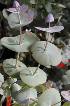 Luna Cold Hardy Eucalyptus Tree (Eucalyptus Perriniana) - 1 Gallon Pot -Outlet Leaf Echoes Store Eucalyptus Luna 13