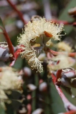 Luna Cold Hardy Eucalyptus Tree (Eucalyptus Perriniana) - 3 Gallon Pot -Outlet Leaf Echoes Store Eucalyptus Luna 6 3