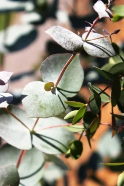 Maggie Cold Hardy Eucalyptus Tree (Eucalyptus Nova Anglica) - Quart Pot -Outlet Leaf Echoes Store Eucalyptus Maggie 10