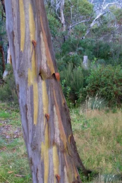 Sheila Cold Hardy Eucalyptus Tree (Eucalyptus Stellulata) - Quart Pot -Outlet Leaf Echoes Store Eucalyptus Sheila 10