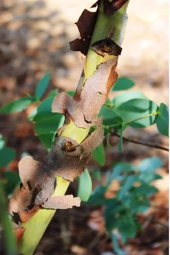 Sheila Cold Hardy Eucalyptus Tree (Eucalyptus Stellulata) - 3 Gallon Pot -Outlet Leaf Echoes Store Eucalyptus Sheila 9 2