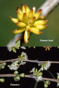 Skinny Minny Hardy Eucalyptus Tree (Eucalyptus Moorei) - 3 Quart Pot -Outlet Leaf Echoes Store Eucalyptus Skinny Minny 1 1