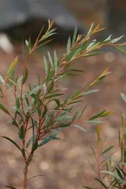 Skinny Minny Hardy Eucalyptus Tree (Eucalyptus Moorei) - 1 Gallon Pot -Outlet Leaf Echoes Store Eucalyptus Skinny Minny 2 5