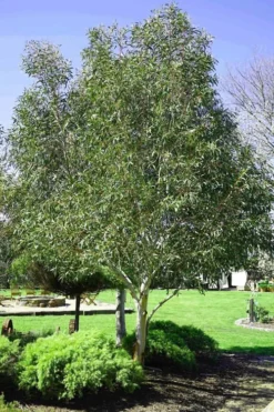 Snow Day Cold Hardy Eucalyptus Tree (Eucalyptus Gregsoniana) - 1 Gallon Pot -Outlet Leaf Echoes Store Eucalyptus Snow Day 2 2