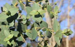 Cab Sav Cold Hardy Eucalyptus Tree (Eucalyptus Rubida) - 5 Gallon Pot -Outlet Leaf Echoes Store Eucalyptus Tree Cab Sav Rubida 4