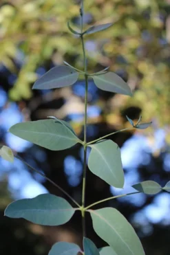 Grace Cold Hardy Eucalyptus Tree (Eucalyptus Elliptica) - 3 Gallon Pot -Outlet Leaf Echoes Store Eucalytptus Grace BS 1