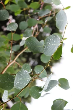 Lucky Country Cold Hardy Eucalyptus Tree (Eucalyptus Camphora) - Quart Pot -Outlet Leaf Echoes Store Eucalytptus Lucky Country BS 2