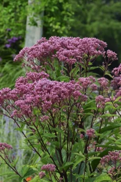 Eupatorium Dubium 'Baby Joe' (Joe Pye Weed) - 1 Gallon Pot -Outlet Leaf Echoes Store Eupatorium Baby Joe 1